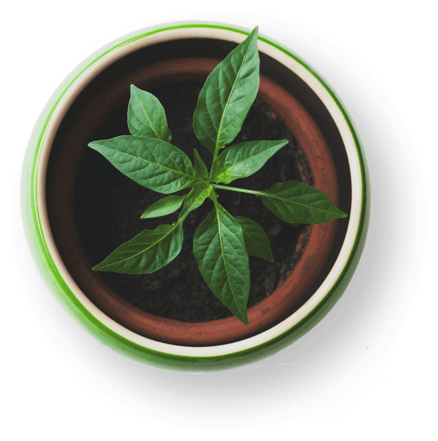 Ingredients Background